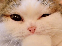 灵萱猫舍