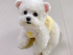 犬舍繁殖基地
