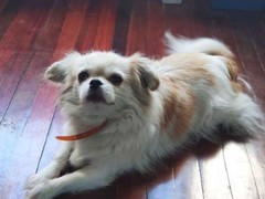 福州罗得西亚脊背犬
