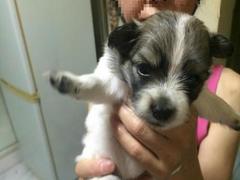 盛诚犬业