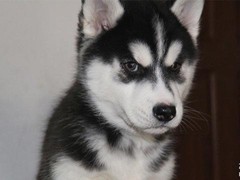 亨达犬业