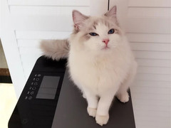 杭州蓝白多少钱