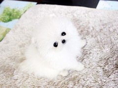 宠爱一生犬舍