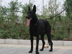 鲁豫犬业