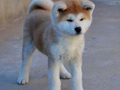 德州北京犬