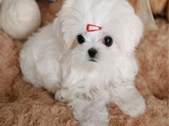 南昌比利时马林诺斯犬