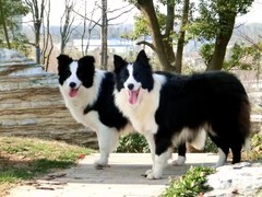 益帆边境犬舍