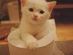 上海市流浪猫流浪狗救助领养站