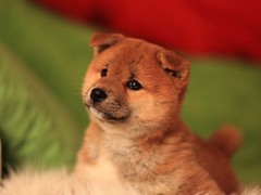 鲁豫犬业