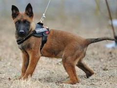 乌鲁木齐圣伯纳犬