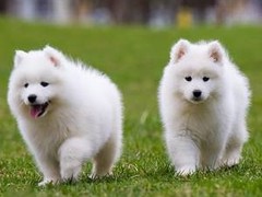 豆豆犬舍
