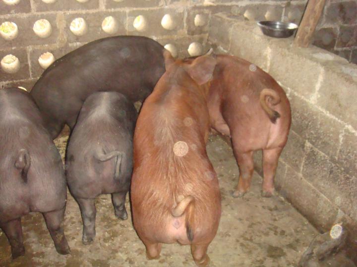 三元杂_广东茂名茂港猪苗批发市场