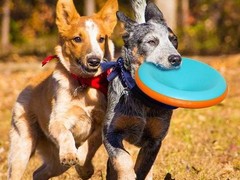 绍兴训犬学校