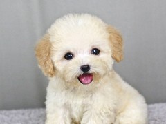 江门附近犬舍