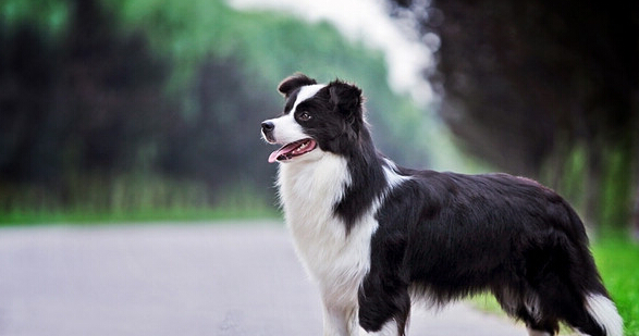 边境牧羊犬的健康菜谱