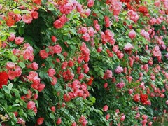 沈阳园林设计公司