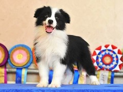 呼和浩特波尔多犬