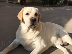 邯郸牧羊犬出售