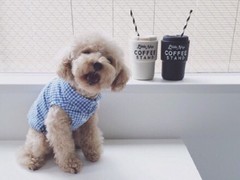 遵义湖畔梗