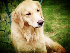 爱宠乐犬舍