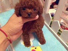 无锡西帕基犬