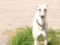 时光犬舍