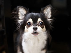 南昌德国宾莎犬