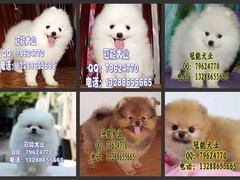 广东cku名犬繁殖基地