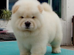 广东铃铛犬舍繁殖基地