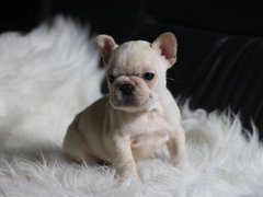 武汉喜喜犬舍