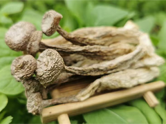 人工种植鹿茸菌价格