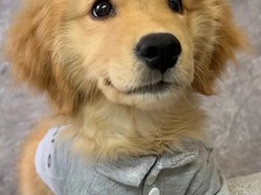 高端名贵犬