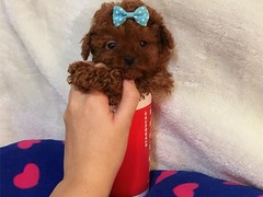 福州罗得西亚脊背犬