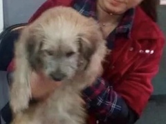 上海杨浦区流浪猫狗宠物小动物收养收容救助领养中心基地站