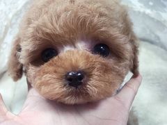 重庆宠物狗养殖
