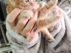上海市流浪猫流浪狗救助领养站