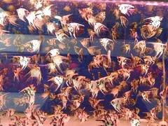 南京碧海水族