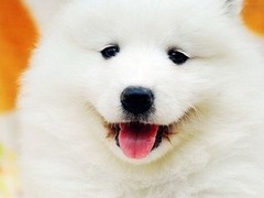 爱宠乐犬舍