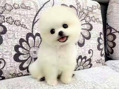 台州波兰德斯布比野犬