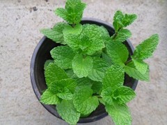 北京唯一物冬虫夏草礼品折扣店
