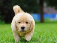 高端名贵犬