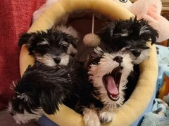 犬舍繁殖基地