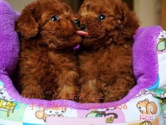 广东退伍兵犬舍