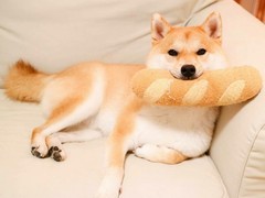 盛源宠物养殖基地