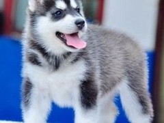 吉祥犬舍