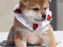 广东退伍兵犬舍