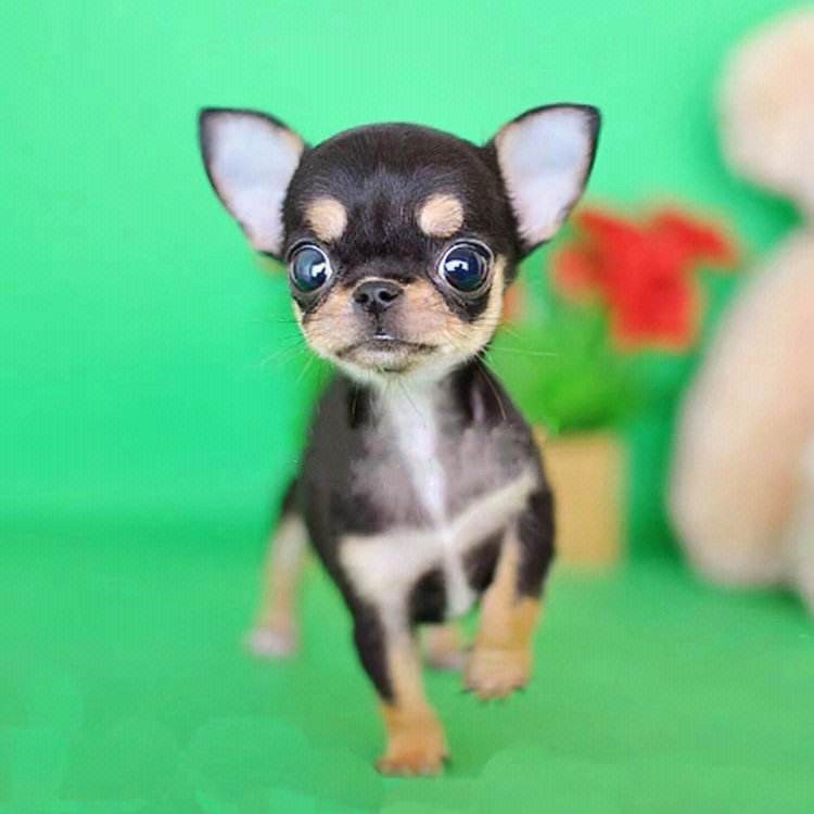 犬舍繁殖基地