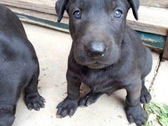 泰州美国英国猎浣熊犬