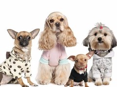 利犬宠物用品