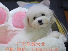 广东退伍兵犬舍